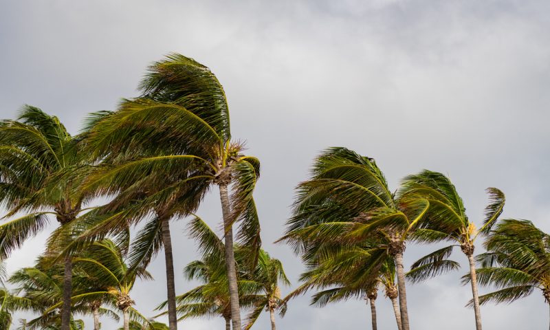 Palm tree on windy weather. Hurricane in Miami south beach, Florida. Palm tree in hurricane weather. Tropical beach in Miami. Tropical windy weather with palm tree. Strong wind. Exotic nature.